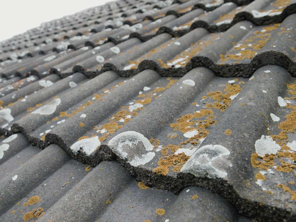 moss & algae on roof